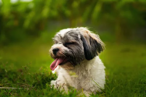 How long is a Shih Tzu in heat?