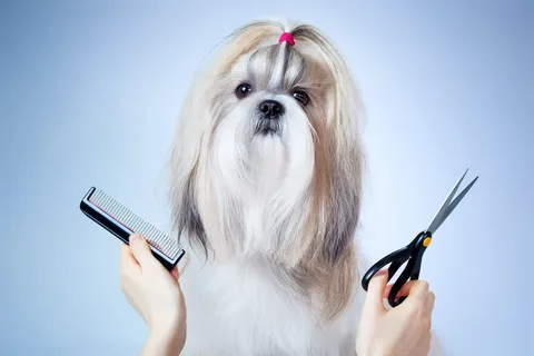 shih tzu grooming tools