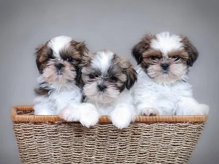 Shih Tzu dog breed information-Complete guide